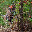slides/IMG_1509.jpg sumatran, tiger, cub, wildlife, feline, big cat, cat, predator, fur, marking, stripe, eye, play WBCW112 - Sumatran Tiger Cubs